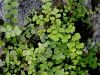 005_01_01cb_venerini_laski_Adiantum_capillus-veneris_IMG_9670.JPG
