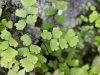 005_01_01cc_venerini_laski_Adiantum_capillus-veneris_IMG_9677.JPG
