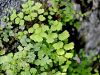 005_01_01cd_laski_venerini_Adiantum_capillus-veneris_IMG_9674.JPG