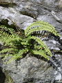 008_01_01ba_rjavi_srsaj_Asplenium_trichomanes_ba.jpg