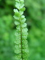 008_01_02bb_nepravi_srsaj_Asplenium_adulterinum_DSC00011.jpg
