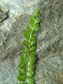 008_01_02bc_nepravi_srsaj_Asplenium_adulterinum_DSC00015.jpg