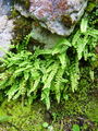 008_01_03ba_zeleni_srsaj_Asplenium_viride_DSC02194.jpg