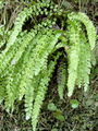 008_01_03bb_srsaj_zeleni_Asplenium_viride_DSC09895.jpg