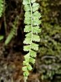 008_01_03bd_Srsaj_zeleni_Asplenium_viride_DSC09893.jpg