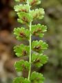 008_01_03be_Srsaj_zeleni_Asplenium_viride_DSC09894.jpg
