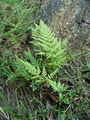 008_01_04ba_crni_srsaj_Asplenium_adiantum-nigrum_ba.jpg