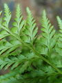 008_01_04bb_crni_srsaj_Asplenium_adiantum-nigrum_bb.jpg
