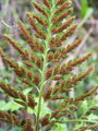 008_01_04bc_crni_srsaj_Asplenium_adiantum-nigrum_bc.jpg