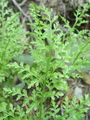 008_01_04be_crni_srsaj_Asplenium_adiantum-nigrum_DSC09484.jpg