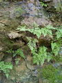 008_01_06ba_kijastolistni_srsaj_Asplenium_cuneifolium_ba.jpg