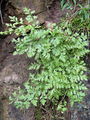 008_01_06bb_kijastolistni_srsaj_Asplenium_cuneifolium_bb.jpg