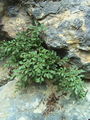 008_01_09ba_pozidna_rutica_Asplenium_ruta-muralria_ba.jpg