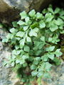 008_01_09bb_pozidna_rutica_Asplenium_ruta-muraria_bb.jpg