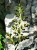 Filename=008_01_10cd_pozidna_rutica_Asplenium_tuta-muraria_2014_06150085.JPG
Filesize=368KB
Dimensions=675x900
Date added=Mar 27, 2016 008_01_10cd_pozidna_rutica_Asplenium_tuta-muraria_2014_06150085.JPG