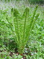 009_04_01bb_navadna_perusa_Matteuccia_struthiopteris_DSC09108.jpg