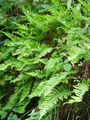 012_01_01ba_navadna_sladka_koreninica_Polypodium_vulgare_DSC02738.jpg