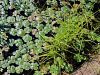 014_01_01bl_marzilka_stiriperesna_Marsilea_quadrifolia_IMG_9412a.jpg