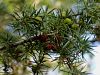 Filename=018_04_03cd_brin_rdeceplodni_Juniperus_oxycedrus_IMG_9659.JPG
Filesize=326KB
Dimensions=900x675
Date added=Nov 17, 2016 018_04_03cd_brin_rdeceplodni_Juniperus_oxycedrus_IMG_9659.JPG