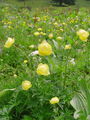025_02_01bb_navadna_pogacica_Trollius_europaeus_DSC00095.jpg