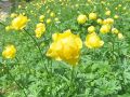 025_02_01bf_pogacica_navadna_Trollius_europaeus_2014_06210021.jpg