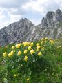 025_02_01ca_Pogacica_navadna_Trollius_europaeus_2010_06250186.jpg