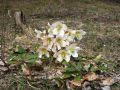 025_03_01ba_Teloh_crni_Helleborus_niger_2010_04100021.JPG