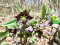 025_03_05ce_teloh_temnoskrlatni_Helleborus_atrorubens_2014_03160020.jpg