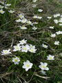 025_10_05ab_vetrnica_podlesna_Anemone_nemorosa_ab.jpg