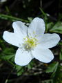 025_10_05ac_vetrnica_podlesna_Anemone_nemorosa_ac.jpg