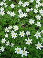 025_10_05bb_podlesna_vetrnica_Anemone_nemorosa_bb.jpg