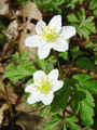 025_10_05bc_podlesna_vetrnica_Anemone_nemorosa_bc.jpg