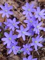 025_11_01bb_navadni_jetrnik_Hepatica_nobilis_bb.jpg