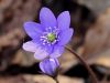 025_11_01bc_Jetrnik_navadni_Hepatica_nobilis_IMG_9875aa.jpg