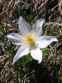 025_12_01bbj_kosmatinec_alpski_Pulsatilla_alpina_subsp__austroalpina_bj_2010_06090044.jpg