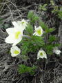 025_12_01cbb_alpski_kosmatinec_Pulsatilla_apina_subsp__alba_DSC09514.jpg