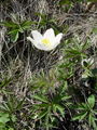 025_12_01cbc_alpski_kosmatinec_Pulsatilla_apina_subsp__alba_DSC09464.jpg
