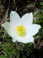 025_12_01cbd_alpski_kosmatinec_Pulsatilla_alpina_subs__alba_DSC09475.jpg