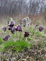 025_12_03ba_navadni_kosmatinec_navadni_Pulsatilla_nigricans_ba.jpg