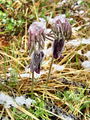 025_12_03bf_kosmatinec_navadni_Pulsatilla_nigricans_DSC09062.jpg