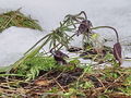 025_12_03bg_Kosmatinec_navadni_Pulsatilla_nigricans_DSC03675a.jpg