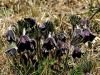 025_12_03br_kosmatinec_navadni_Pulsatilla_nigricans_IMG_9582aa.jpg