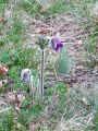Filename=025_12_04ca_kosmatinec_gorski_Pulsatilla_montana_2014_04120091a.jpg
Filesize=378KB
Dimensions=675x900
Date added=Apr 22, 2014 025_12_04ca_kosmatinec_gorski_Pulsatilla_montana_2014_04120091a.jpg