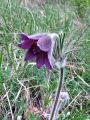 Filename=025_12_04cb_kosmatinec_gorski_Pulsatilla_montana_2014_04120090a.jpg
Filesize=281KB
Dimensions=675x900
Date added=Apr 22, 2014 025_12_04cb_kosmatinec_gorski_Pulsatilla_montana_2014_04120090a.jpg