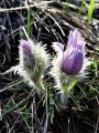 025_12_05be_Kosmatinec_velikonocnica_Pulsatilla_grandis_DSC08225.jpg