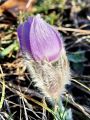 025_12_05bf_Kosmatinec_velikonocnica_Pulsatilla_grandis_DSC08224.jpg