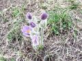 025_12_05bh_Kosmatinec_velikonocnica_Pulsatilla_grandis_2014_03160021.jpg