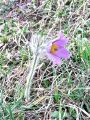 025_12_05bi_Kosmatinec_velikonocnica_Pulsatilla_grandis_2014_031600212014_03160025.jpg
