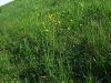 025_14_06aa_zlatica_ripeca_Ranunculus_acris_2010_05010023a.jpg