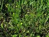 025_14_15be_zlatica_njivska_Ranunculus_arvensis_IMG_3194a.jpg